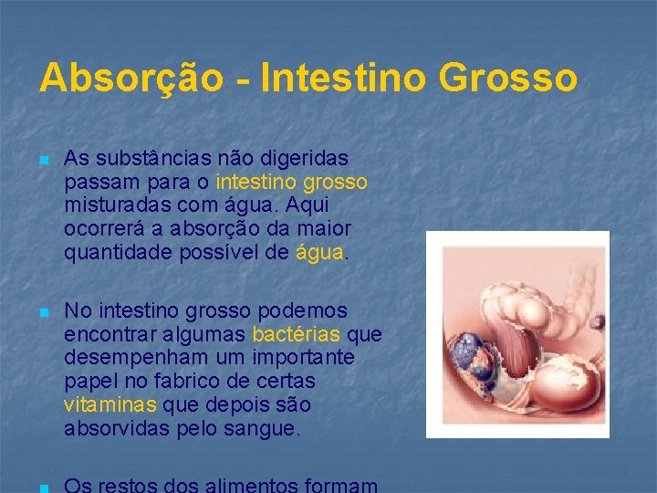 Absorção - Intestino Grosso n As substâncias não digeridas passam para o intestino grosso