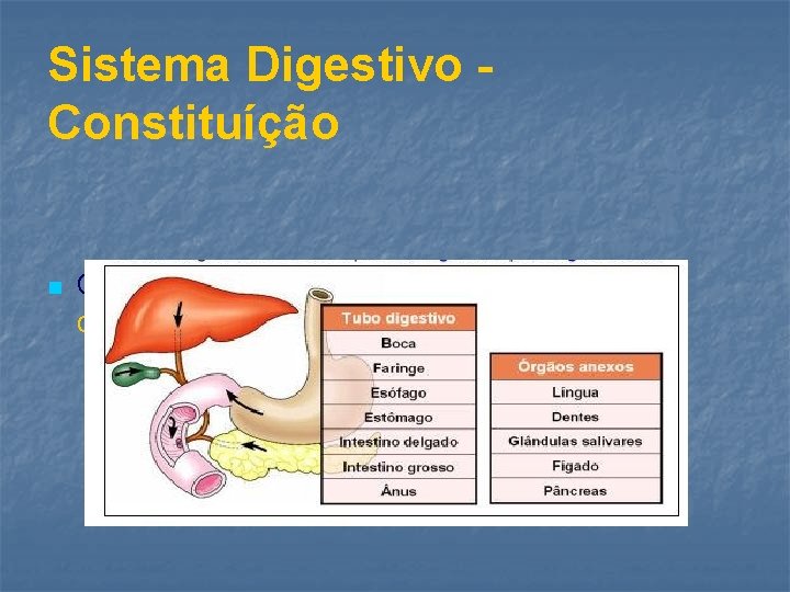 Sistema Digestivo Constituíção n O sistema digestivo é constituído pelo tubo digestivo e pelos