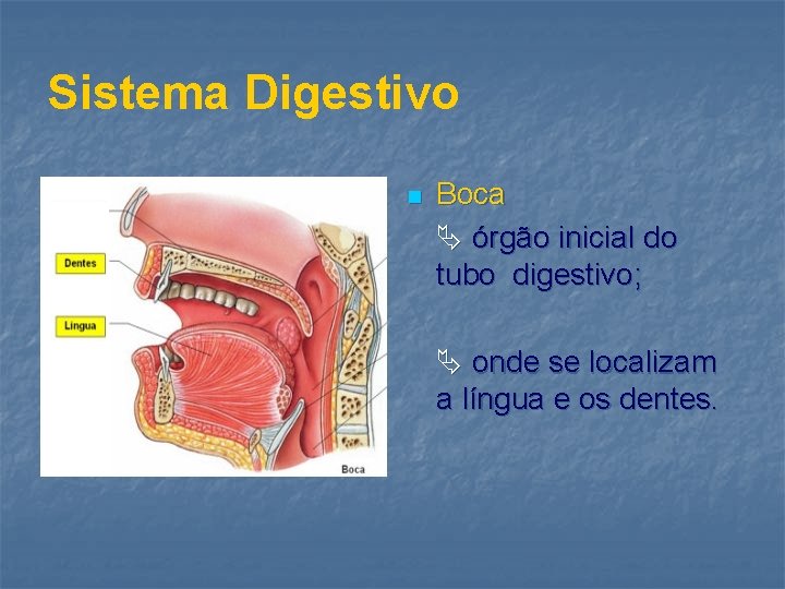 Sistema Digestivo n Boca órgão inicial do tubo digestivo; onde se localizam a língua