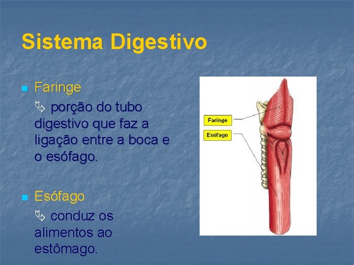 Sistema Digestivo n Faringe porção do tubo digestivo que faz a ligação entre a