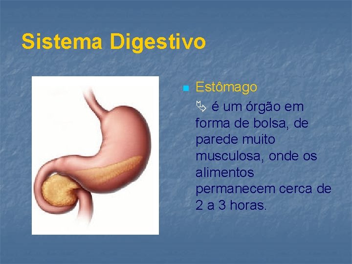 Sistema Digestivo n Estômago é um órgão em forma de bolsa, de parede muito