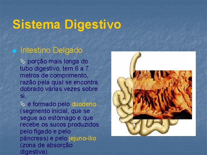 Sistema Digestivo n Intestino Delgado porção mais longa do tubo digestivo, tem 6 a