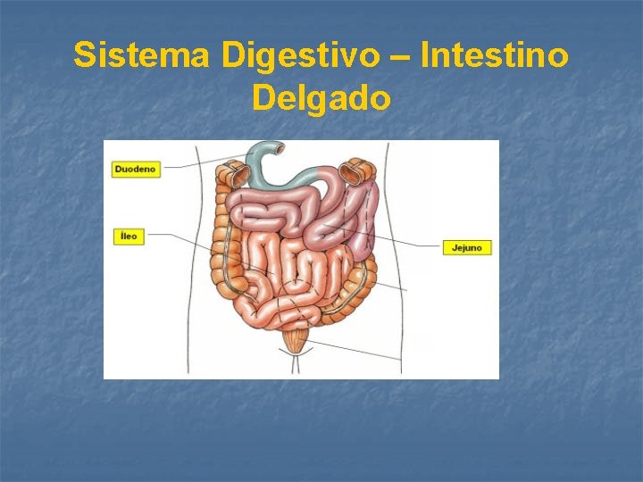 Sistema Digestivo – Intestino Delgado 