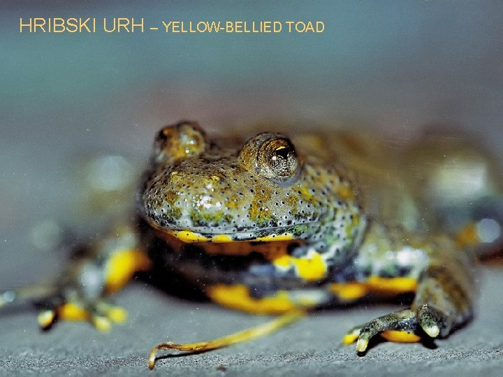 HRIBSKI URH – YELLOW-BELLIED TOAD 