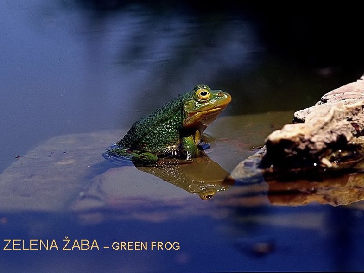 ZELENA ŽABA – GREEN FROG 