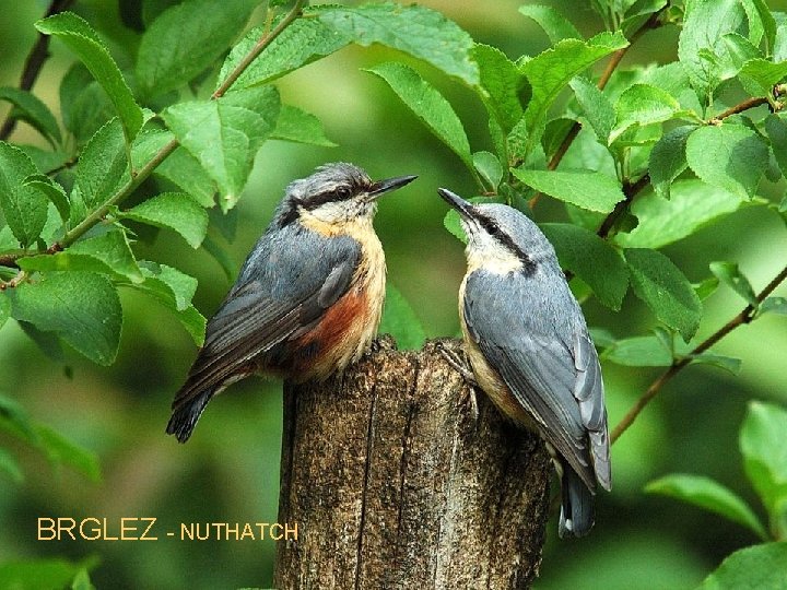 BRGLEZ - NUTHATCH 