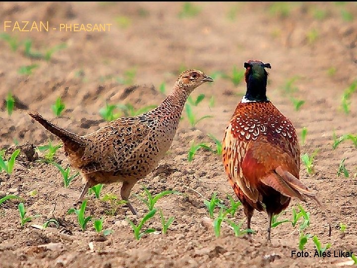 FAZAN - PHEASANT Foto: Aleš Likar 