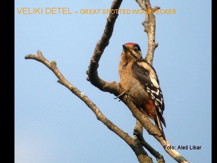 VELIKI DETEL – GREAT SPOTTED WOODPECKER Foto: Aleš Likar 