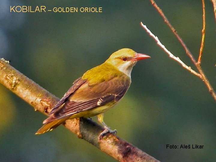 KOBILAR – GOLDEN ORIOLE Foto: Aleš Likar 