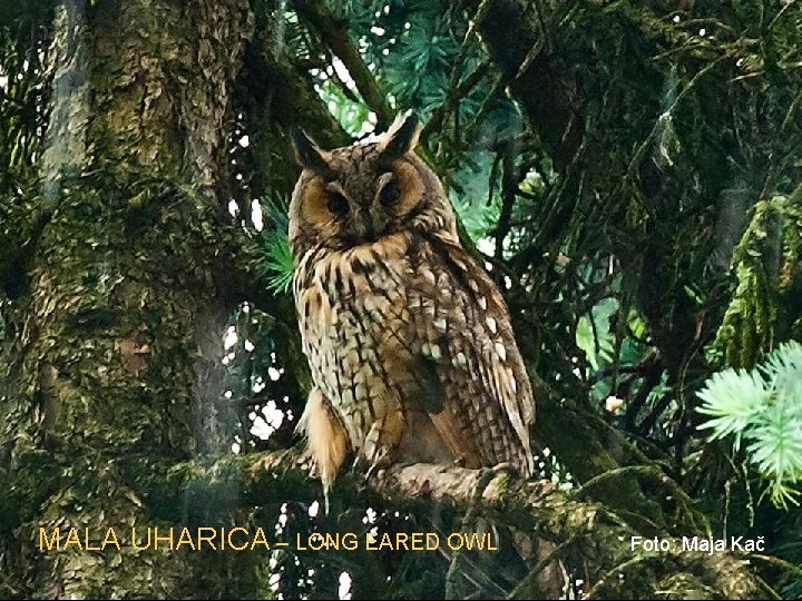 MALA UHARICA – LONG EARED OWL Foto: Maja Kač 