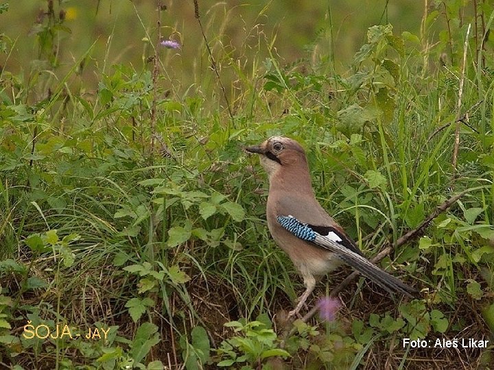 ŠOJA - JAY Foto: Aleš Likar 