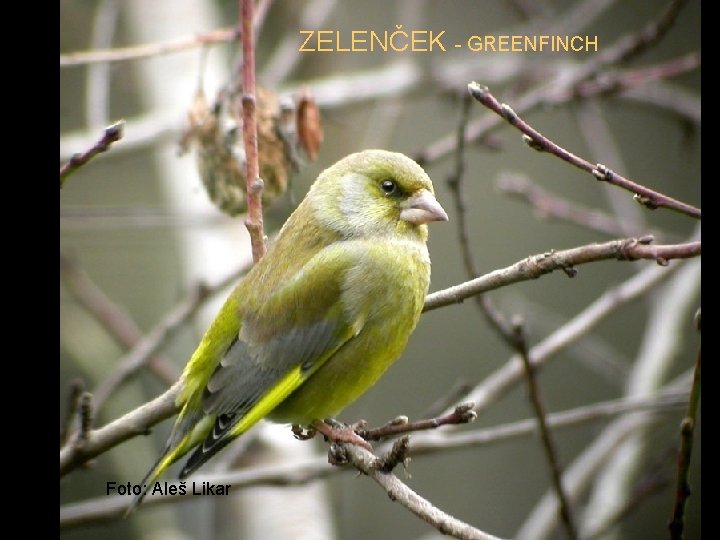 ZELENČEK - GREENFINCH Foto: Aleš Likar 