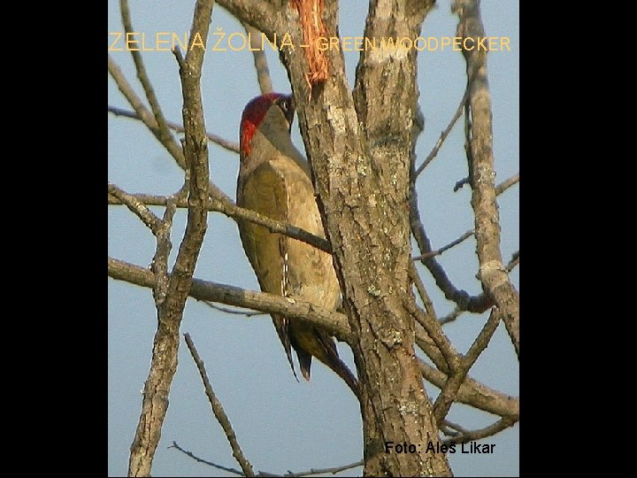 ZELENA ŽOLNA – GREEN WOODPECKER Foto: Aleš Likar 