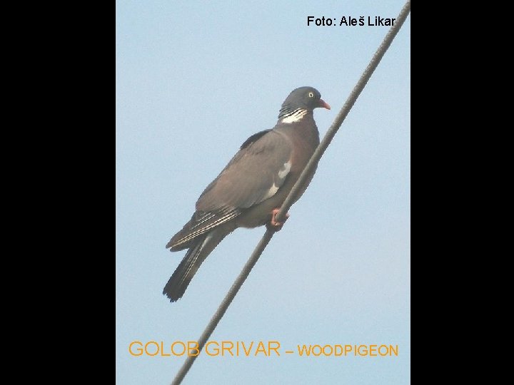 Foto: Aleš Likar GOLOB GRIVAR – WOODPIGEON 