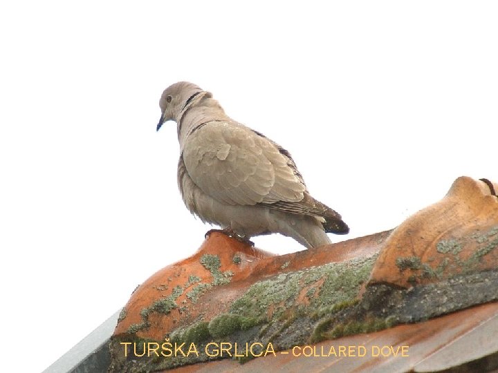 TURŠKA GRLICA – COLLARED DOVE 