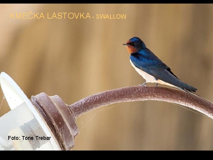 KMEČKA LASTOVKA - SWALLOW Foto: Tone Trebar 