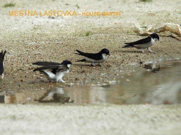 MESTNA LASTOVKA – HOUSE MARTIN 