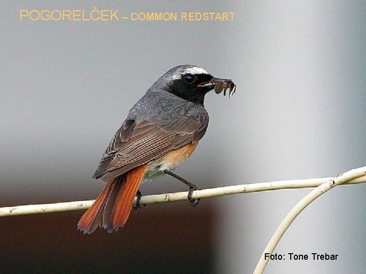 POGORELČEK – COMMON REDSTART Foto: Tone Trebar 