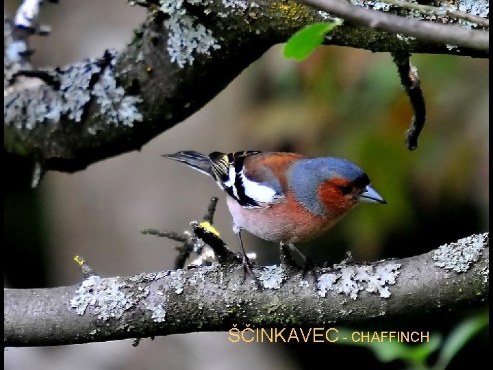 ŠČINKAVEC - CHAFFINCH 