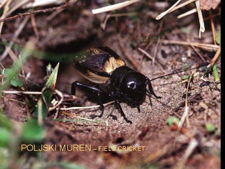 POLJSKI MUREN – FIELD CRICKET 