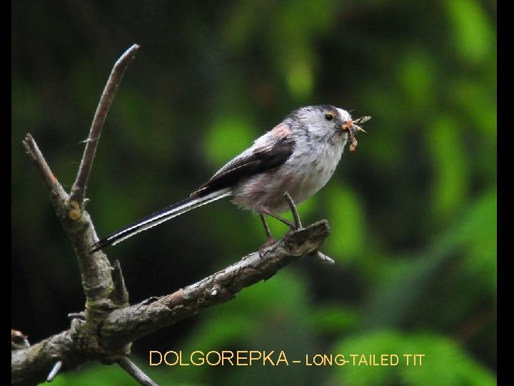 DOLGOREPKA – LONG-TAILED TIT 