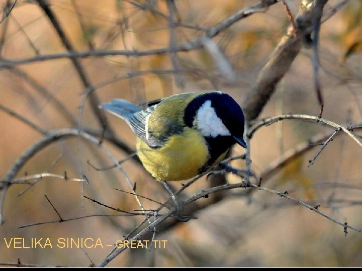 VELIKA SINICA – GREAT TIT 