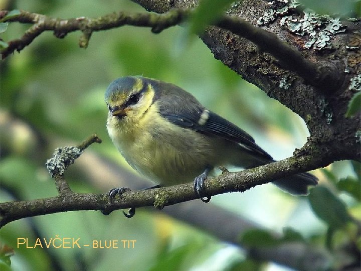 PLAVČEK – BLUE TIT 