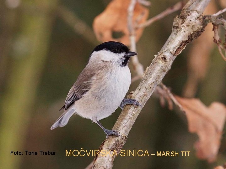 Foto: Tone Trebar MOČVIRSKA SINICA – MARSH TIT 