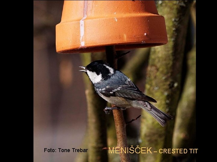 Foto: Tone Trebar MENIŠČEK – CRESTED TIT 