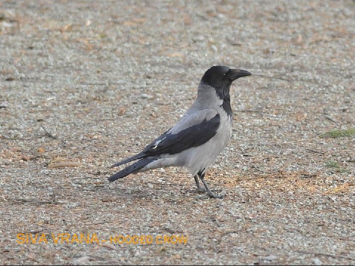 SIVA VRANA – HOODED CROW 