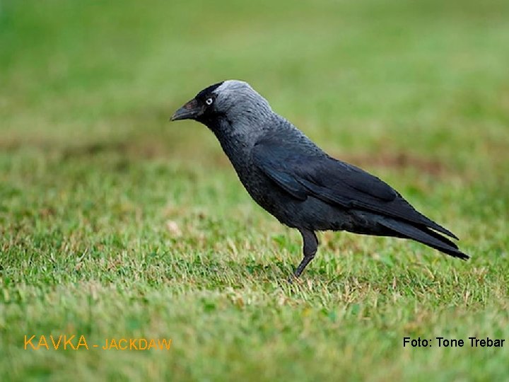 KAVKA - JACKDAW Foto: Tone Trebar 