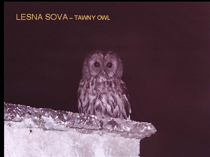 LESNA SOVA – TAWNY OWL 