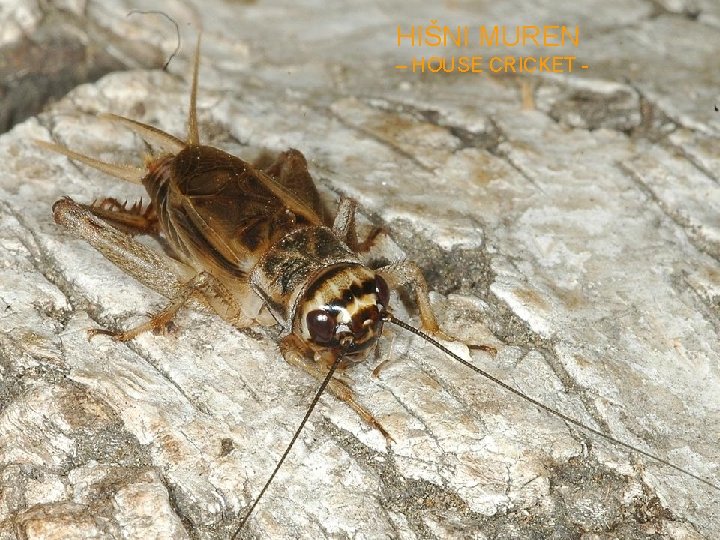 HIŠNI MUREN – HOUSE CRICKET - 