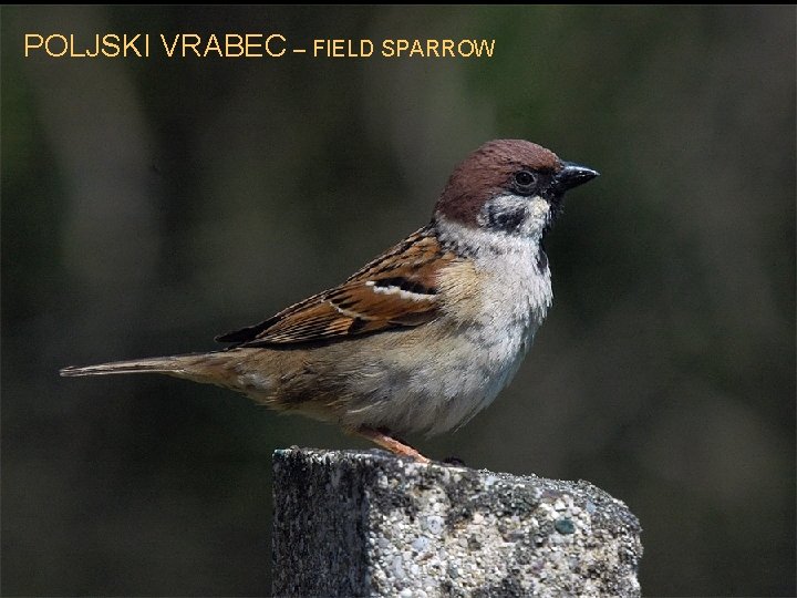 POLJSKI VRABEC – FIELD SPARROW 