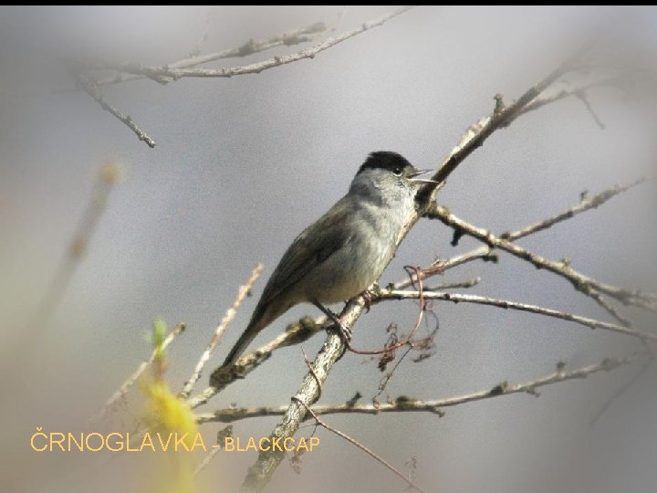 ČRNOGLAVKA - BLACKCAP 