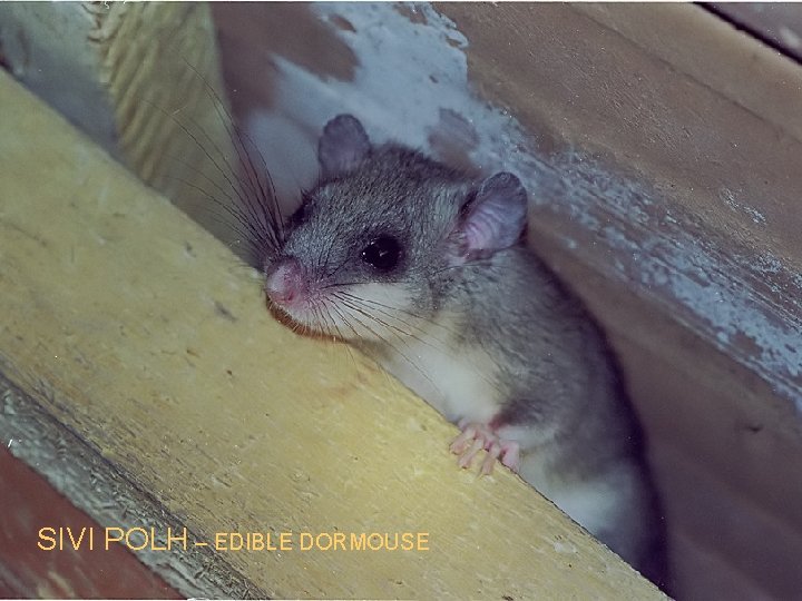 SIVI POLH – EDIBLE DORMOUSE 