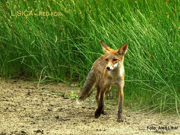 LISICA – RED FOX Foto: Aleš Likar 