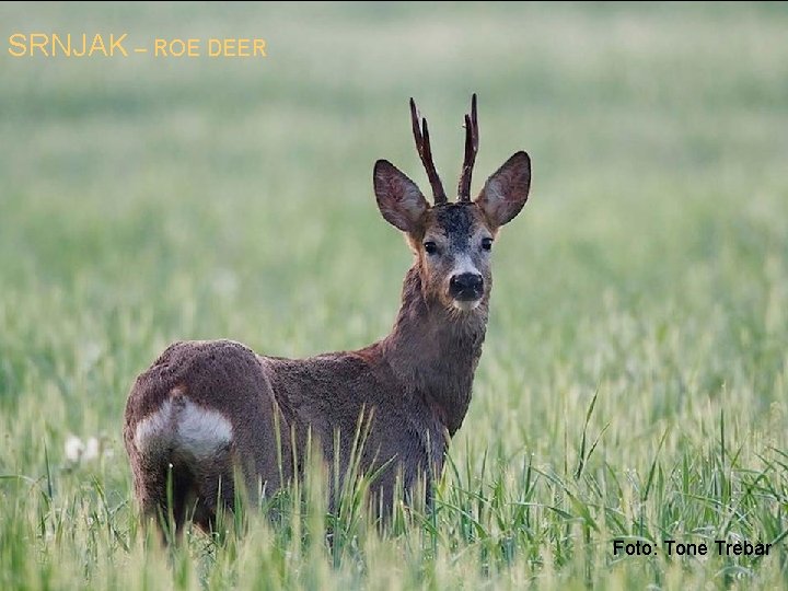 SRNJAK – ROE DEER Foto: Tone Trebar 