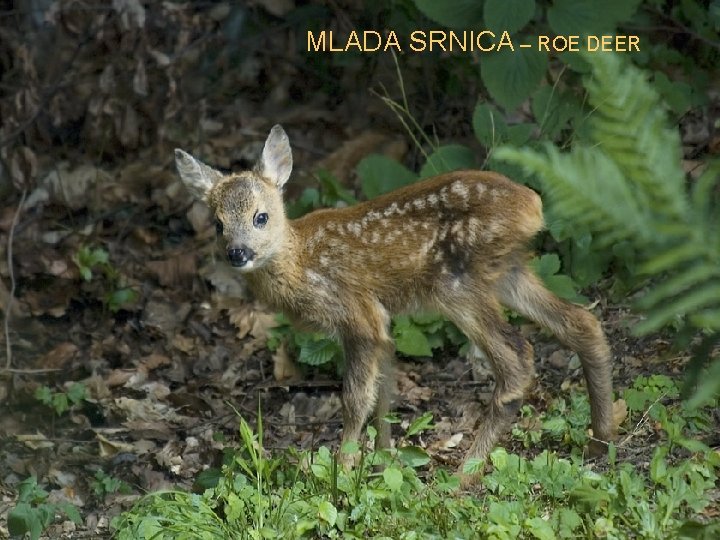 MLADA SRNICA – ROE DEER 