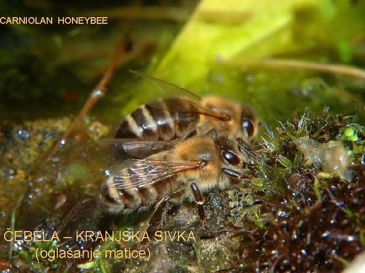 CARNIOLAN HONEYBEE ČEBELA – KRANJSKA SIVKA (oglašanje matice) 