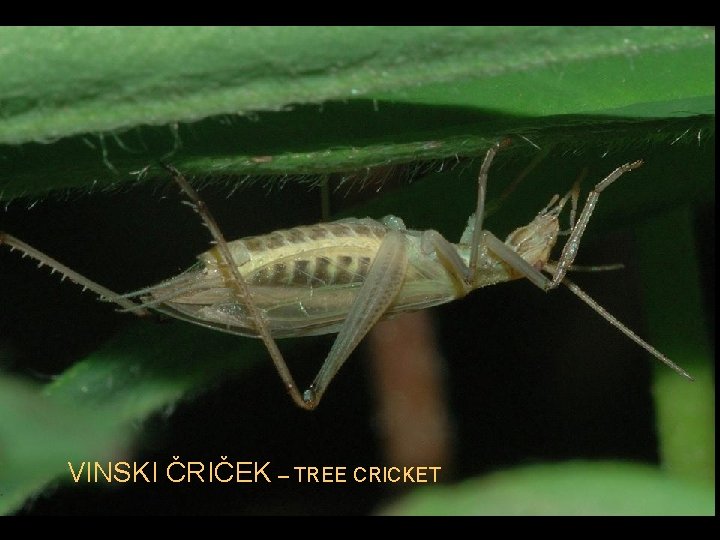 VINSKI ČRIČEK – TREE CRICKET 