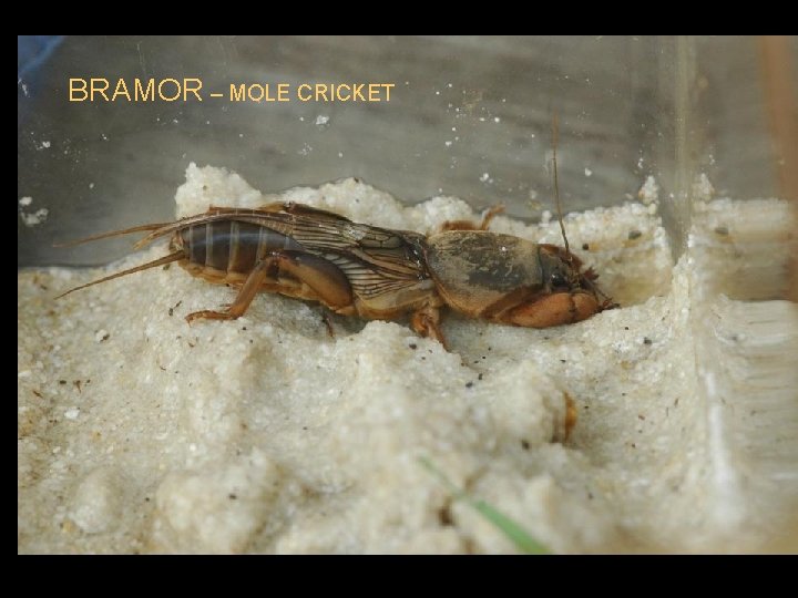 BRAMOR – MOLE CRICKET 