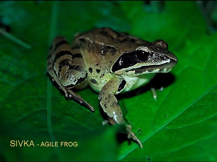 SIVKA - AGILE FROG 