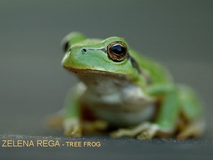 ZELENA REGA - TREE FROG 