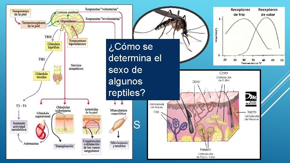  Invertebrados: No se sabe mucho, mosquitos y garrapatas los utilizan para detectar hospedadores