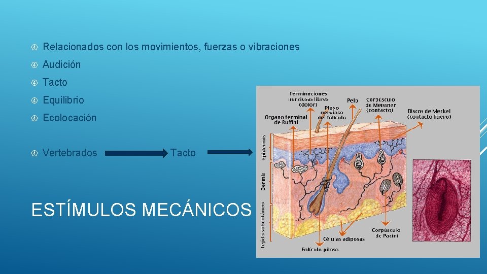  Relacionados con los movimientos, fuerzas o vibraciones Audición Tacto Equilibrio Ecolocación Vertebrados Tacto