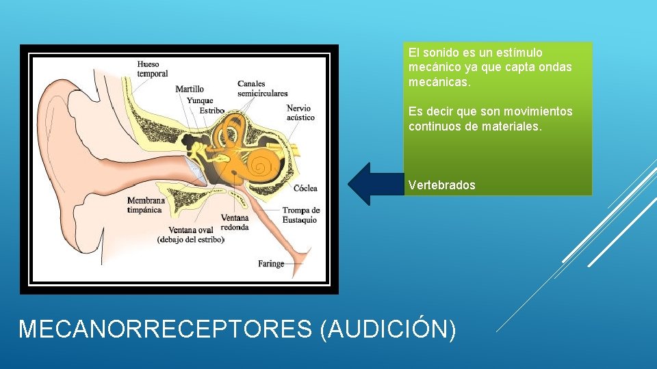 El sonido es un estímulo mecánico ya que capta ondas mecánicas. Es decir que