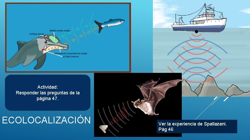 Actividad: Responder las preguntas de la página 47. ECOLOCALIZACIÓN Ver la experiencia de Spallazani.