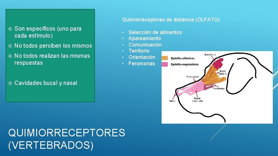 Quimiorreceptores de distancia (OLFATO) Son específicos (uno para cada estímulo) No todos perciben los