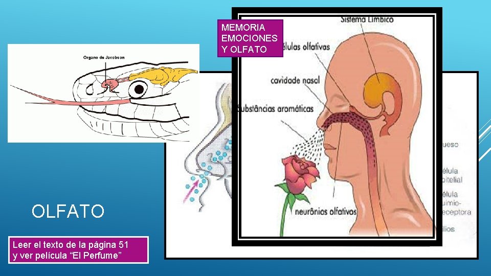 MEMORIA EMOCIONES Y OLFATO Leer el texto de la página 51 y ver película